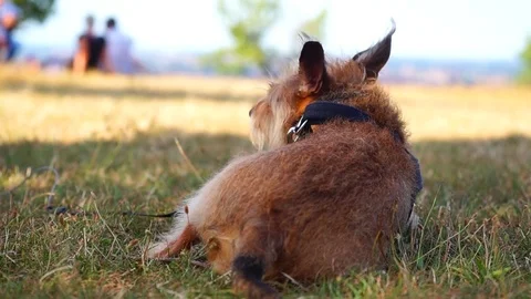 A Dog is chilling on the grass Stock Footage 96772570