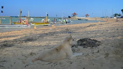 Dog Chilling in the Sand on a Balinese Tropical Beach Stock Footage