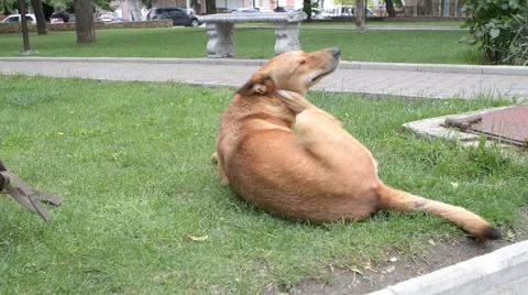 Dog with a chip in the ear lying on the grass in a city park Stock Footage 64549163