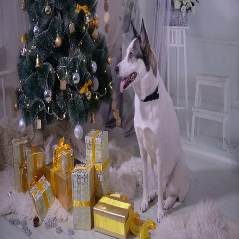 Dog in the christmas decoration of the interior. Pet lies near christmas tree in Stock Footage