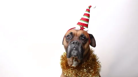Dog in Christmas decorations on a white background Stock Footage 219411170