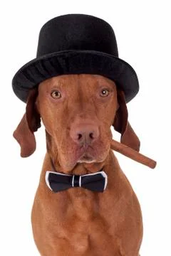 Dog with cigar Stock Photos