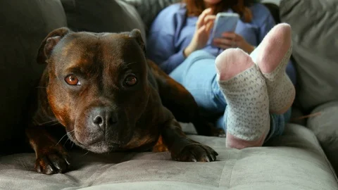 Dog cinemagraph in 4K Stock Footage 90418583