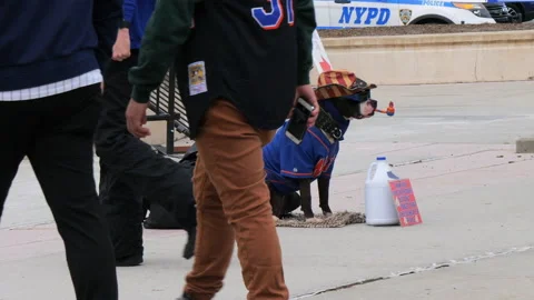 Dog at citi field  NY mets baseball stadium  Stock Footage