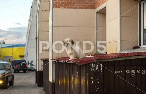 Dog in city went out of the window to get some air Stock Photos