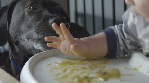 Dog cleaning baby hands while eating in high chair Stock Footage 125871121