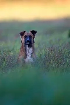 Dog in a clearing Stock Photos