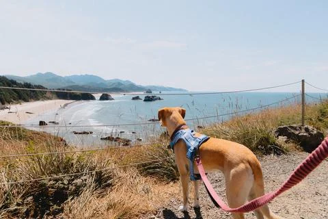 Dog on cliff trail looking down at empty beach off Oregon Coast Stock Photos