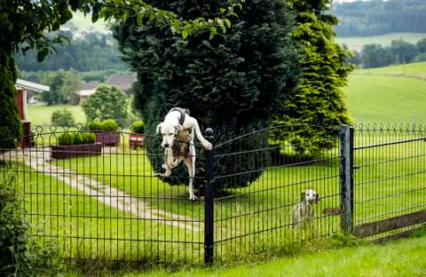 Dog climbing over fence Stock Photos