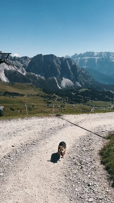 Dog Climbing Toward Seceda Summit Stock Footage 329584562