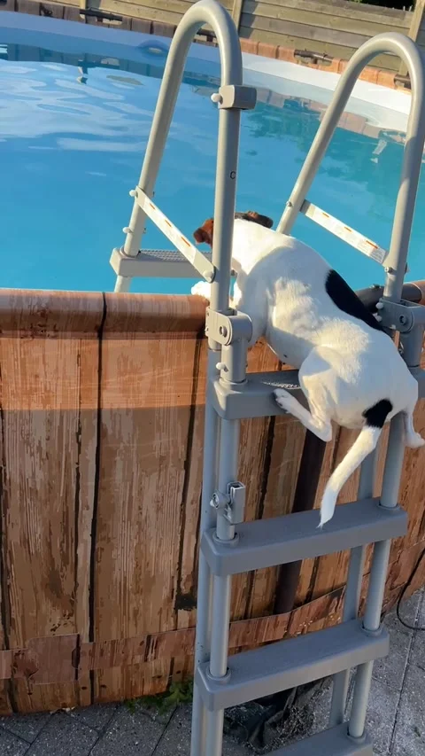 Dog Climbs Ladder to Jump Into Pool, Nakskov, Denmark - 22 Jun 2026 Stock Footage 338023627