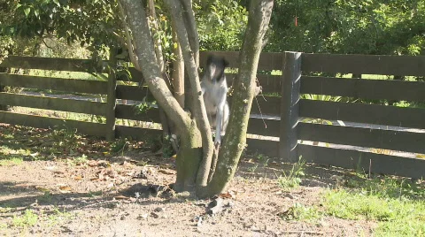 Dog climbs tree Stock Footage 566576