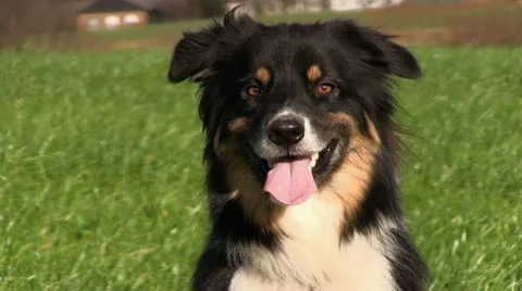 Dog close up Stock Footage 10559537