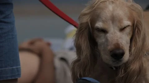 Dog Close Up Stock Footage 47001796