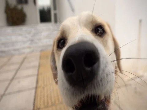 Dog close Stock Footage 73343895