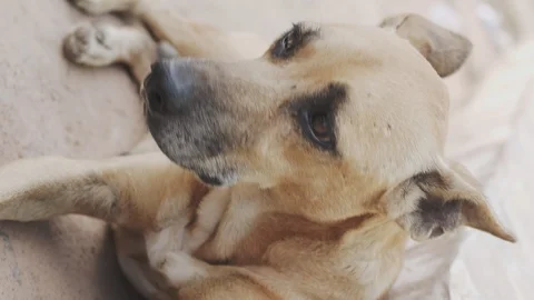 Dog close up 動画素材 127475502