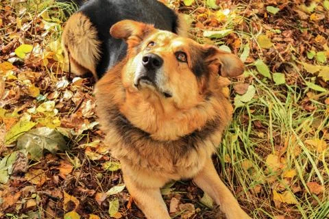Dog close-up in the forest Stock Photos