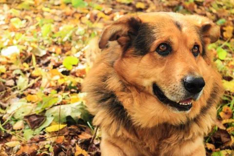 Dog close-up in the forest Stock Photos
