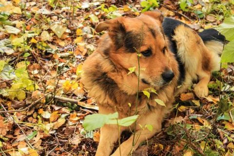 Dog close-up in the forest Stock Photos