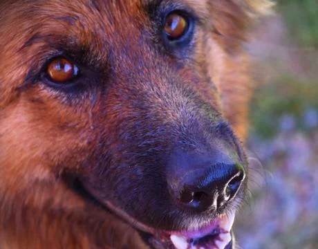 Dog from close look 写真素材