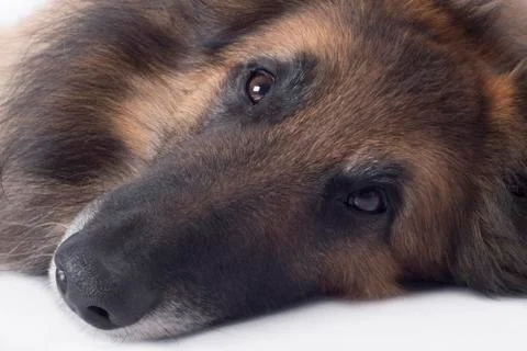 Dog, close up of nose and eyes 스톡 사진