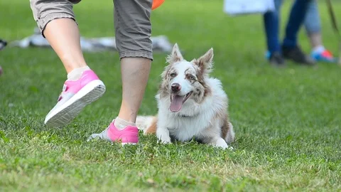 Dog up close to owner after training Stock Footage 90086455