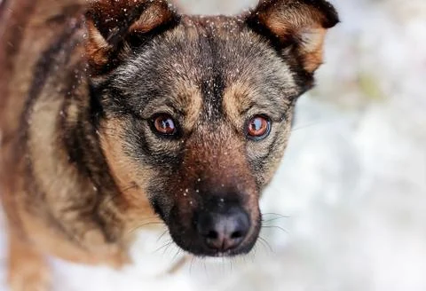 Dog close-up Stock Photos