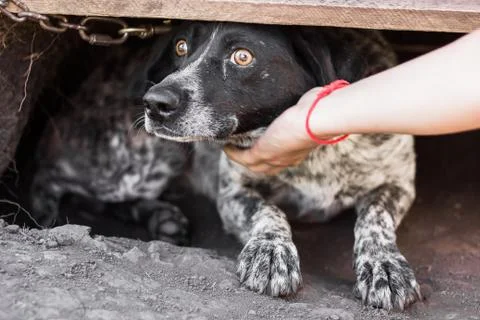 Dog close-up Stock Photos
