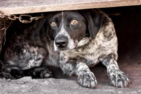 Dog close-up Stock Photos