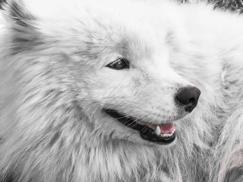 Dog close-up Stock Photos