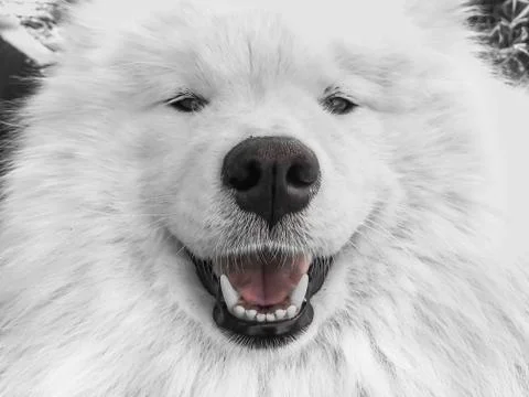 Dog close-up Stock Photos