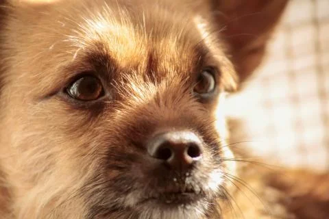 Dog in close up Stock Photos