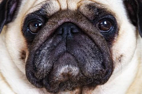 Dog close up. Stock Photos