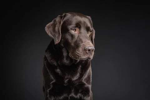 Dog close portrait looking forward Stock Photos