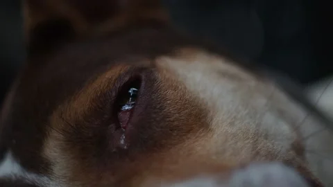 DOG CLOSE UP SHOT Stock Footage 169512396