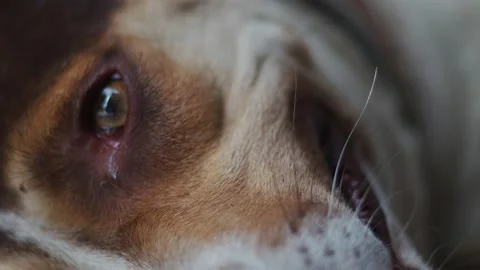DOG CLOSE UP SHOT Stock Footage 169512442