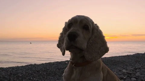 Dog close-up sitting on the beach at sunset, the sea in the background. Stock Footage 120002084