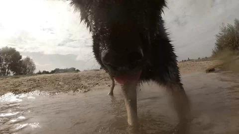 Dog close-up in the water Stock Footage 94880067