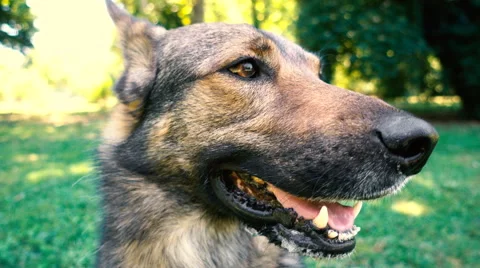 Dog Closeup at the Park Stock Footage 63318465