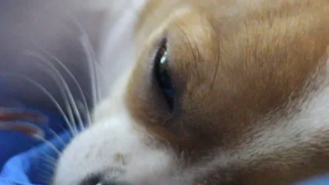Dog is closing her eyes Stock Footage