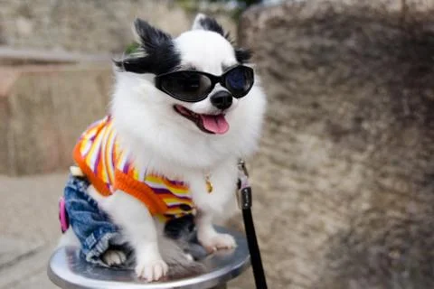 Dog with clothes Stock Photos