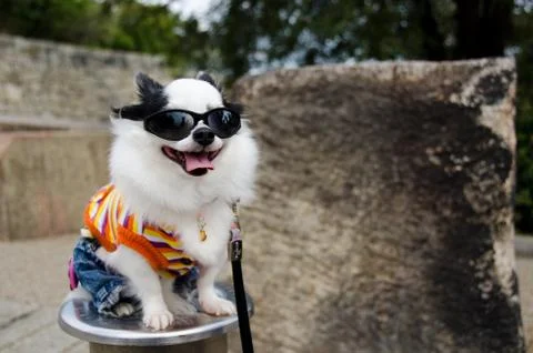Dog with clothes Stock Photos