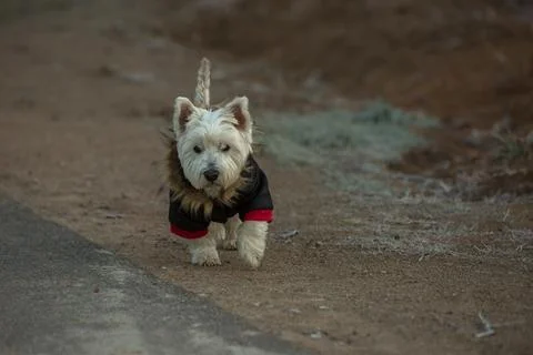 Dog in clothes Stock Photos