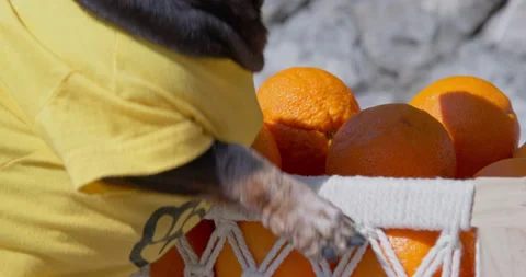 Dog in clothes picks up box of oranges with its paws, harvests. Workers harvest Stock Footage 240594837