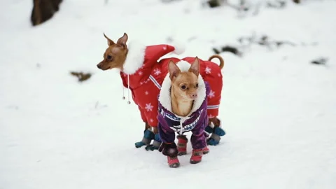 Dog clothing from the cold. Stock Footage 101332587