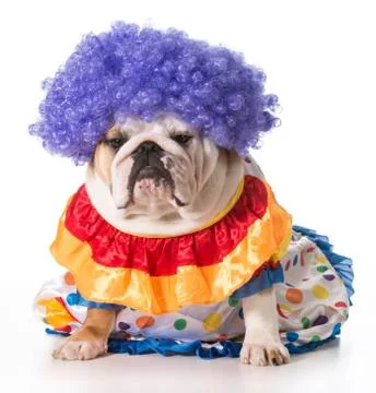 Dog clown Stock Photos