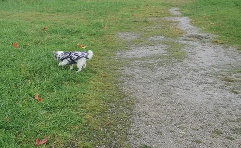 Dog in coat walking in the rain Stock Photos