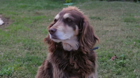 Dog Cocker Spaniel close-up in the park Stock Footage 63446411