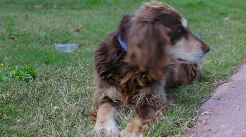 Dog Cocker Spaniel close-up in the park Stock Footage 63447919