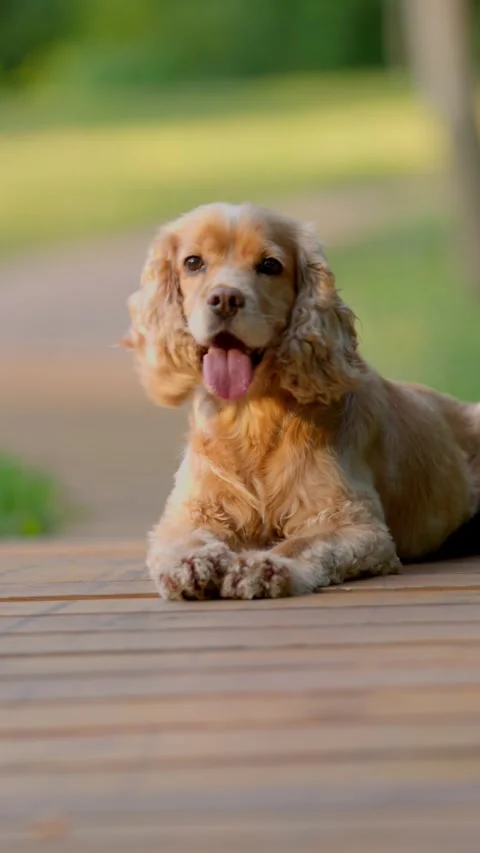 Dog Cocker Spaniel Lying On Path In Park. Pet Dog On Walk Outdoors. Vertical Stock Footage 279494664